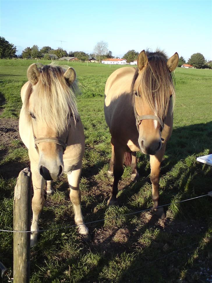 Morten .. Lille nussede hovede! billede 20