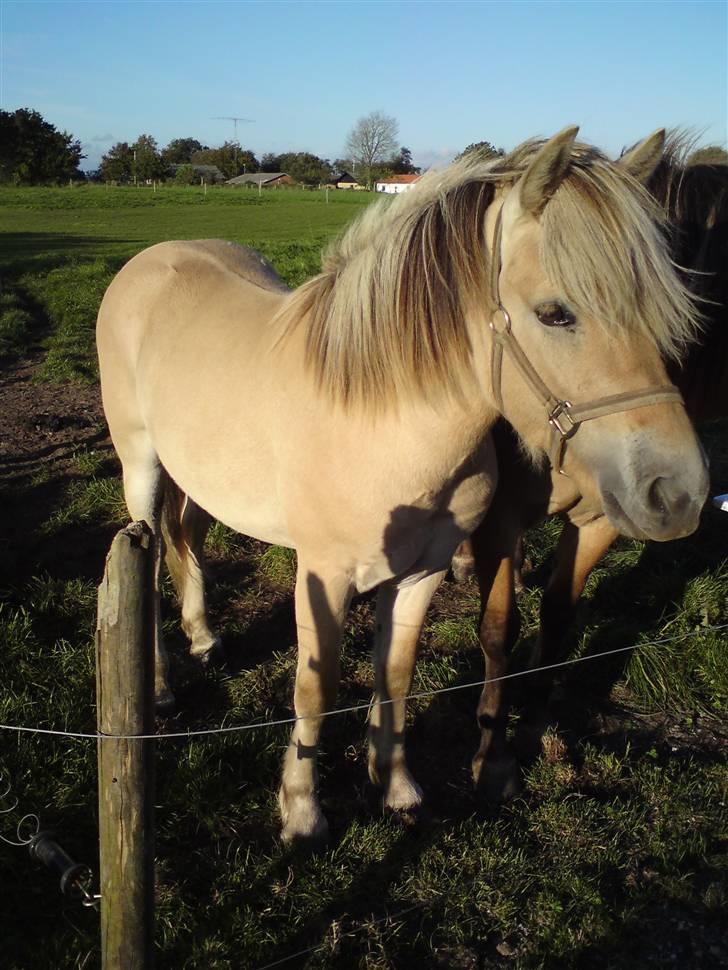 Morten .. Lille nussede hovede! billede 21