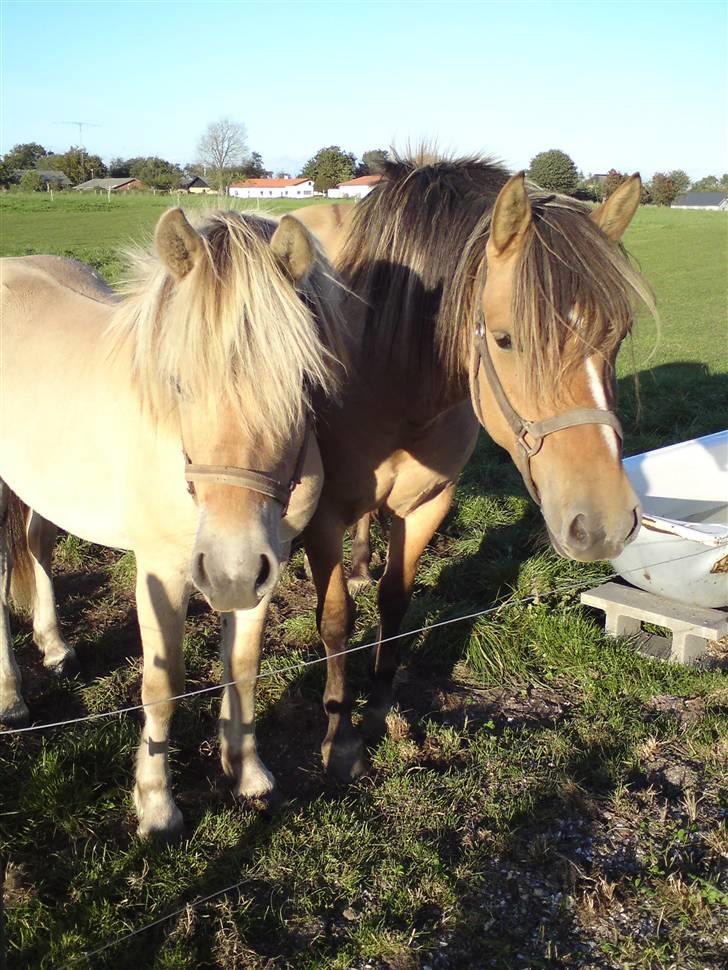 Morten .. Lille nussede hovede! billede 22