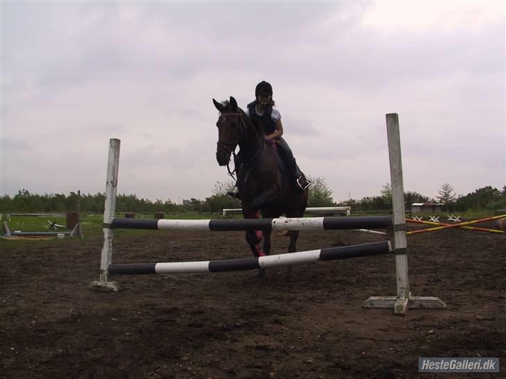 Freja muze alias den flyvende ko billede 1