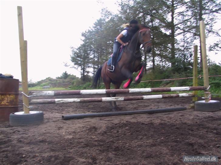 Freja muze alias den flyvende ko billede 2