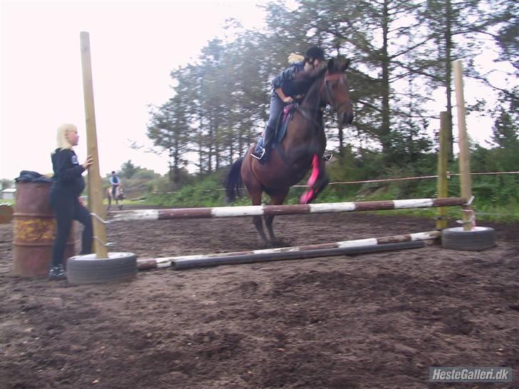 Freja muze alias den flyvende ko billede 3