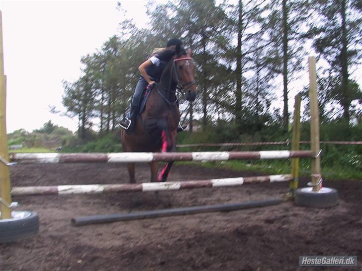 Freja muze alias den flyvende ko billede 4