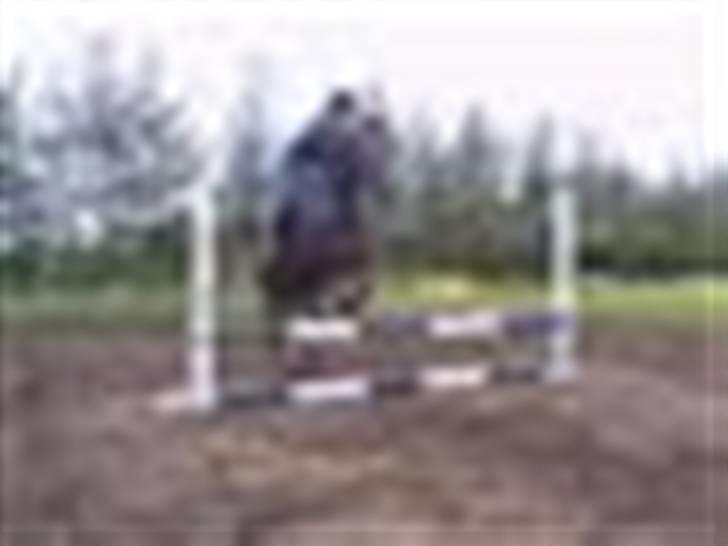 Freja muze alias den flyvende ko billede 5