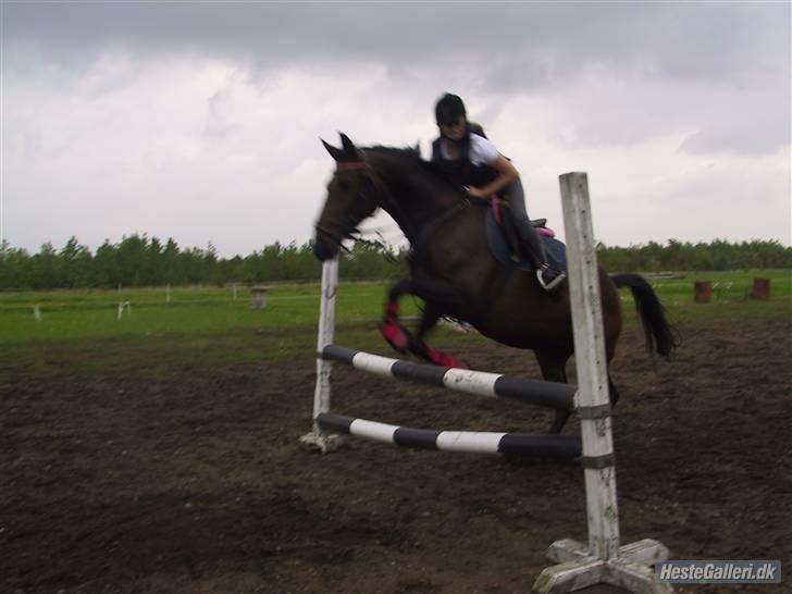 Freja muze alias den flyvende ko billede 6