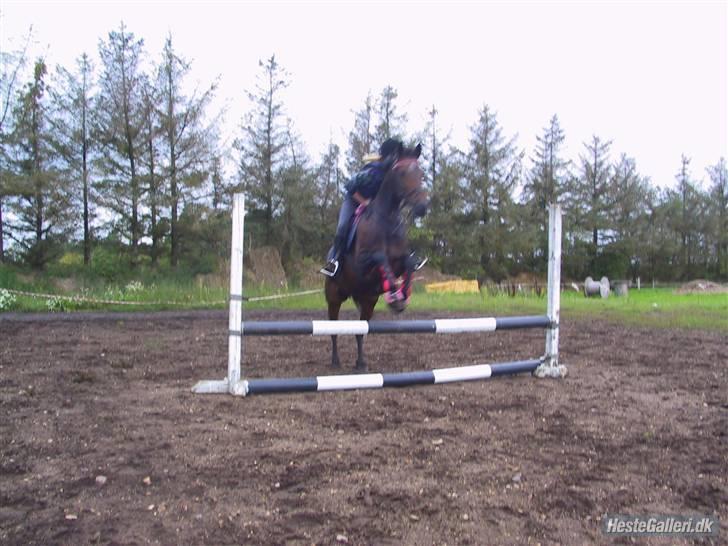 Freja muze alias den flyvende ko billede 7