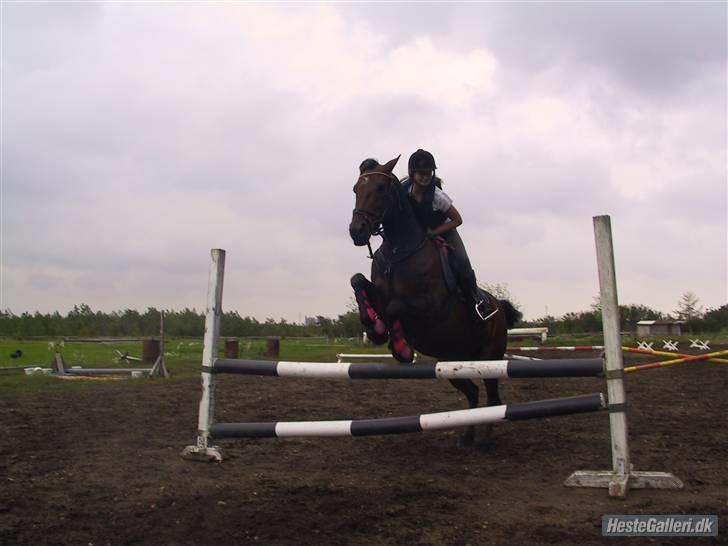 Freja muze alias den flyvende ko billede 8