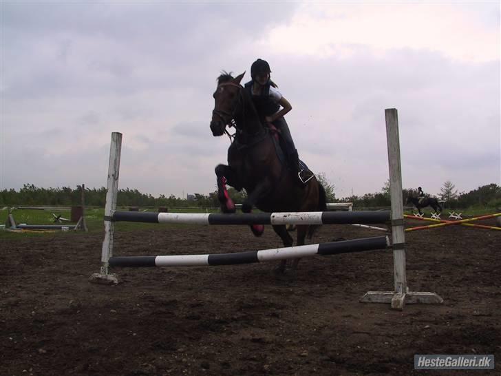 Freja muze alias den flyvende ko billede 9