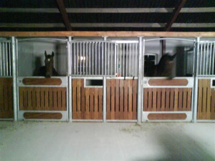 Diverse billeder af forskellige heste :P - Scarlett og cindy i deres nye bokse ved siden af hinanden =) billede 19