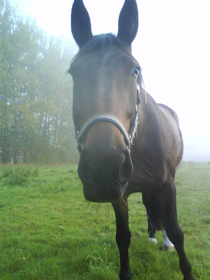 Diverse billeder af forskellige heste :P - Mira =) billede 20