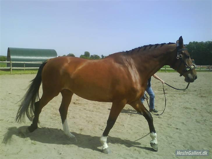Diverse billeder af forskellige heste :P - Smukke lynnet billede 21