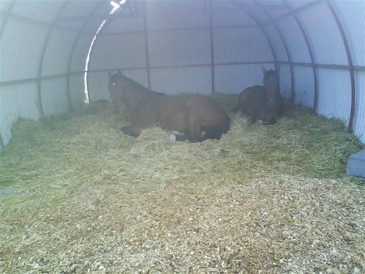 Diverse billeder af forskellige heste :P - De to plage der er i vores stald, ligge og morgen putter i deres rundbuehal billede 22