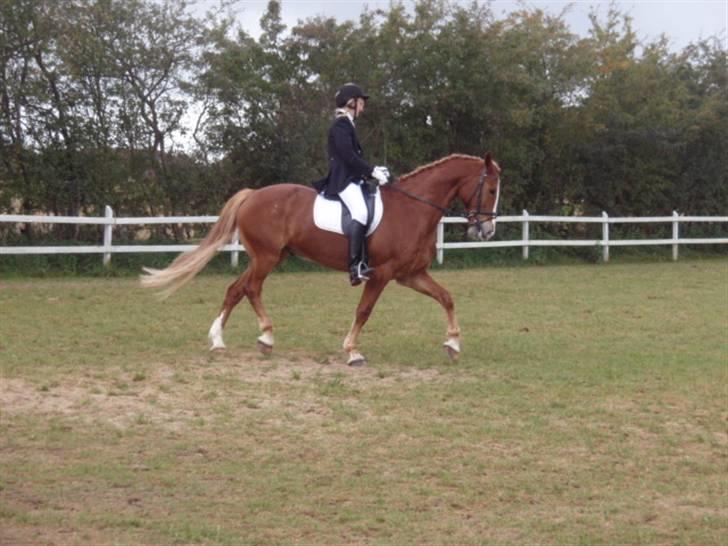 Sevel den. 29/9-08 - Til stævne i sevel rideklub ,,  den 29/9-08 billede 1