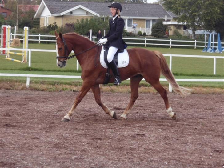 Sevel den. 29/9-08 - Til stævne i sevel rideklub ,,  den 29/9-08 billede 4