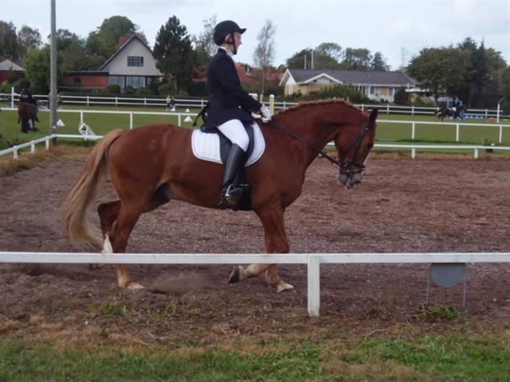 Sevel den. 29/9-08 - Til stævne i sevel rideklub ,,  den 29/9-08 billede 5