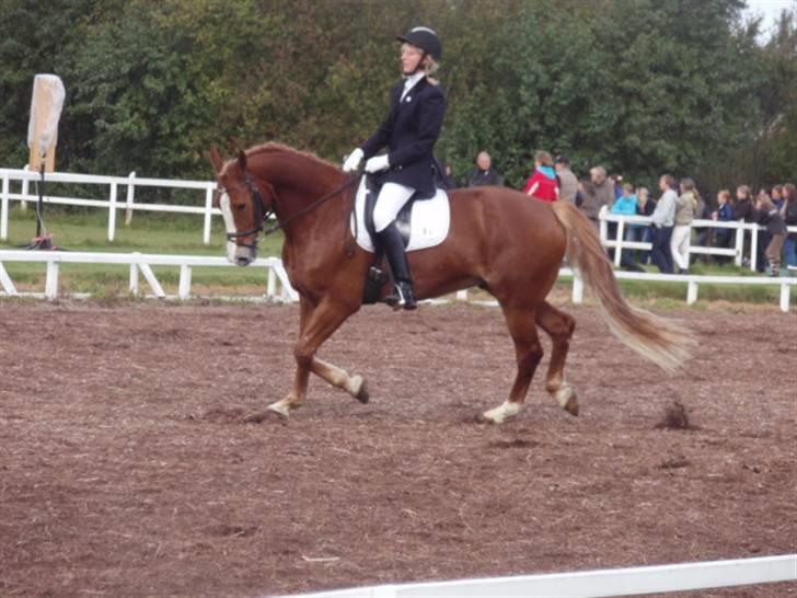 Sevel den. 29/9-08 - Til stævne i sevel rideklub ,,  den 29/9-08 billede 6