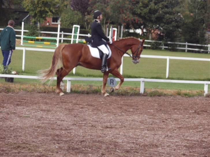 Sevel den. 29/9-08 - Til stævne i sevel rideklub ,,  den 29/9-08 billede 7