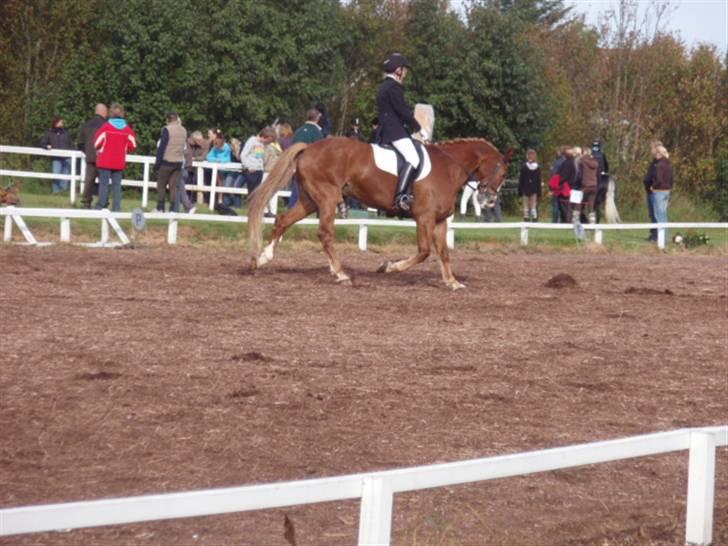 Sevel den. 29/9-08 - Til stævne i sevel rideklub ,,  den 29/9-08 billede 8