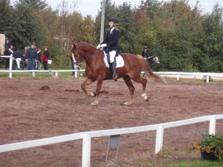 Sevel den. 29/9-08 - Til stævne i sevel rideklub ,,  den 29/9-08 billede 9