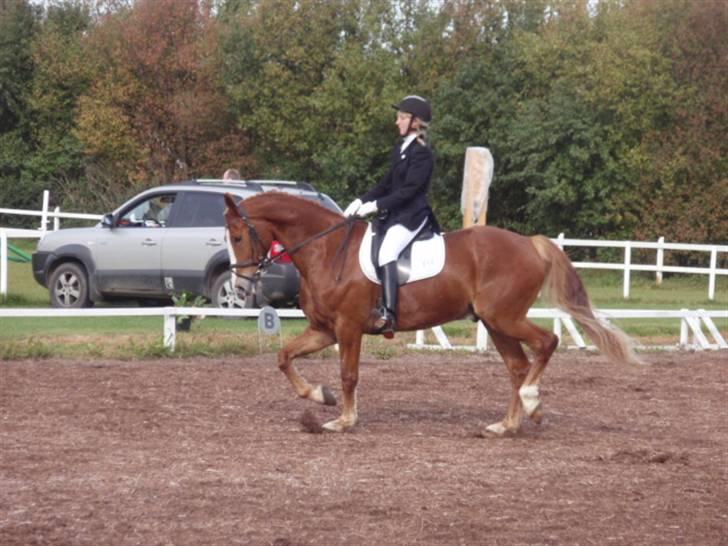 Sevel den. 29/9-08 - Til stævne i sevel rideklub ,,  den 29/9-08 billede 10