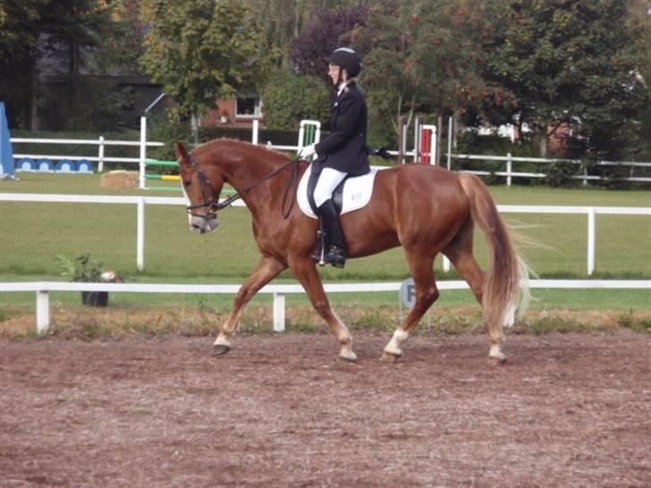 Sevel den. 29/9-08 - Til stævne i sevel rideklub ,,  den 29/9-08 billede 11