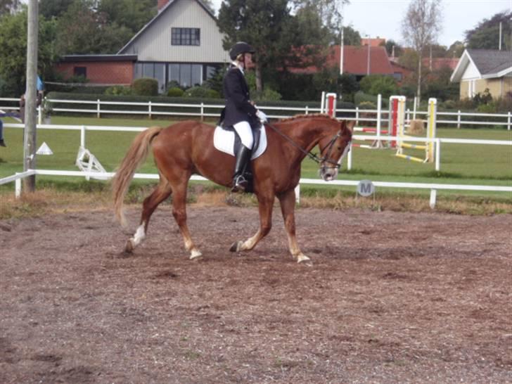 Sevel den. 29/9-08 - Til stævne i sevel rideklub ,,  den 29/9-08 billede 12