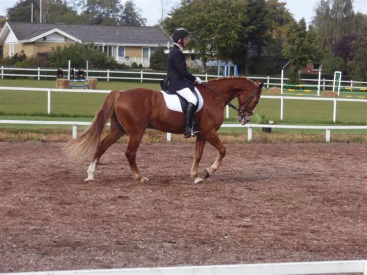 Sevel den. 29/9-08 - Til stævne i sevel rideklub ,,  den 29/9-08 billede 13