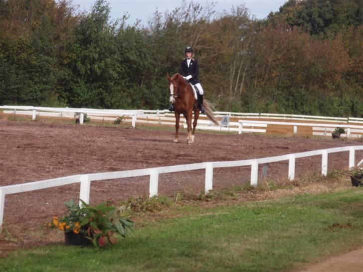 Sevel den. 29/9-08 - Til stævne i sevel rideklub ,,  den 29/9-08 billede 14