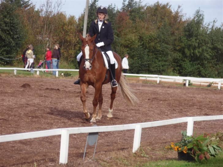 Sevel den. 29/9-08 - Til stævne i sevel rideklub ,,  den 29/9-08 billede 15