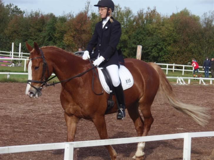 Sevel den. 29/9-08 - Til stævne i sevel rideklub ,,  den 29/9-08 billede 16