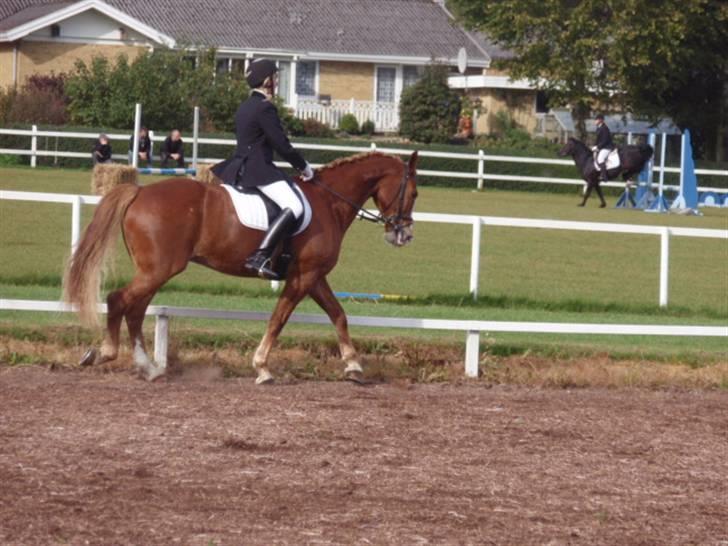 Sevel den. 29/9-08 - Til stævne i sevel rideklub ,,  den 29/9-08 billede 17