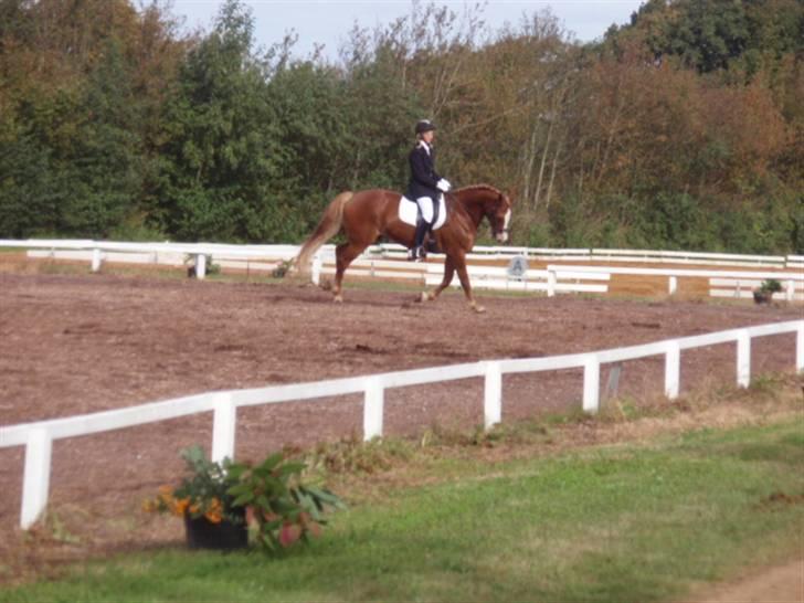 Sevel den. 29/9-08 - Til stævne i sevel rideklub ,,  den 29/9-08 billede 18