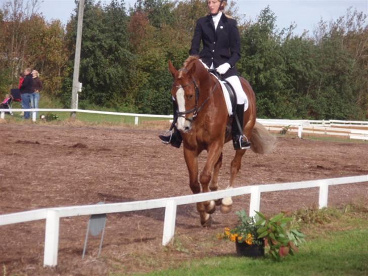 Sevel den. 29/9-08 - Til stævne i sevel rideklub ,,  den 29/9-08 billede 19