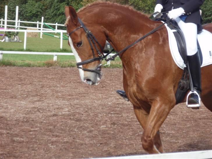 Sevel den. 29/9-08 - Til stævne i sevel rideklub ,,  den 29/9-08 billede 20