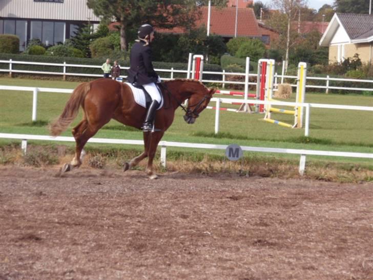 Sevel den. 29/9-08 - Til stævne i sevel rideklub ,,  den 29/9-08 billede 21