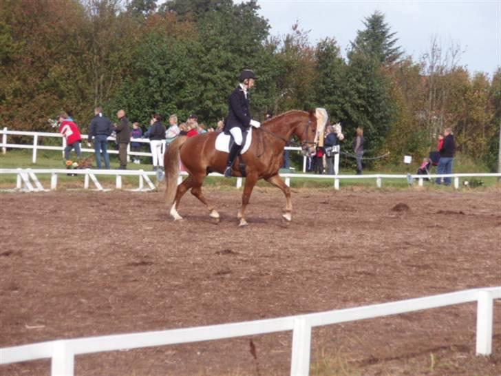 Sevel den. 29/9-08 - Til stævne i sevel rideklub ,,  den 29/9-08 billede 22