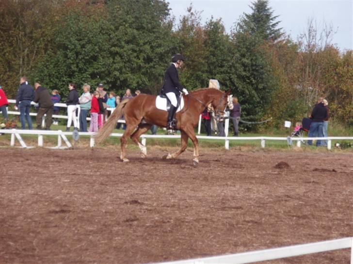 Sevel den. 29/9-08 - Til stævne i sevel rideklub ,,  den 29/9-08 billede 23