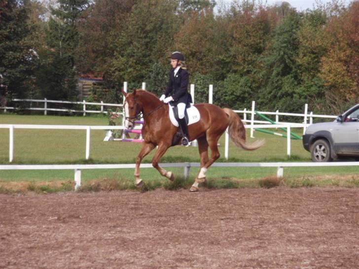 Sevel den. 29/9-08 - Til stævne i sevel rideklub ,,  den 29/9-08 billede 24