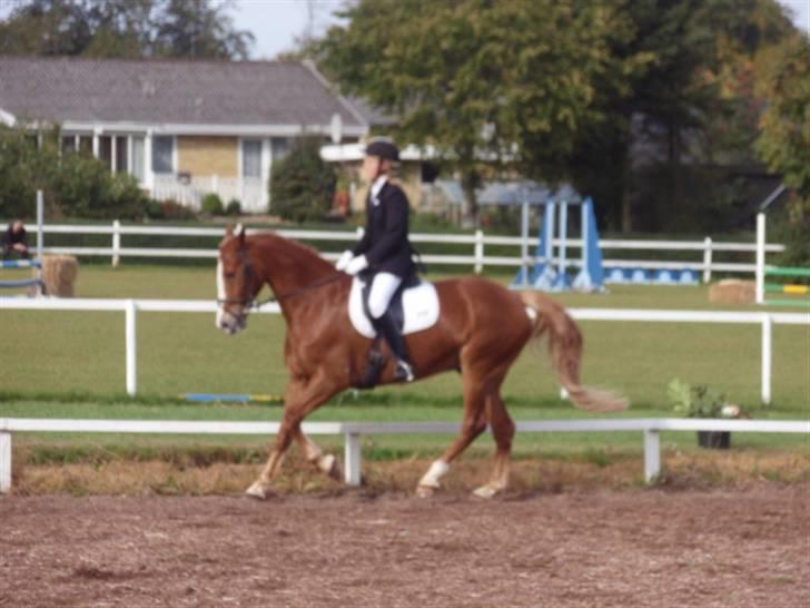 Sevel den. 29/9-08 - Til stævne i sevel rideklub ,,  den 29/9-08 billede 25