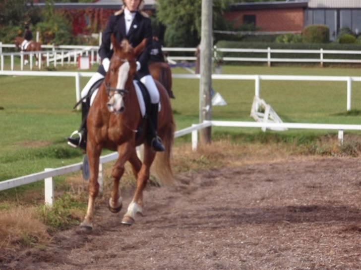 Sevel den. 29/9-08 - Til stævne i sevel rideklub ,,  den 29/9-08 billede 26