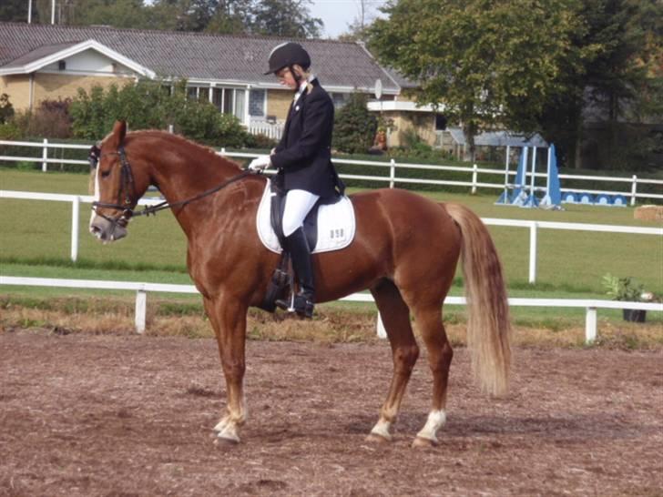 Sevel den. 29/9-08 - Til stævne i sevel rideklub ,,  den 29/9-08 billede 27