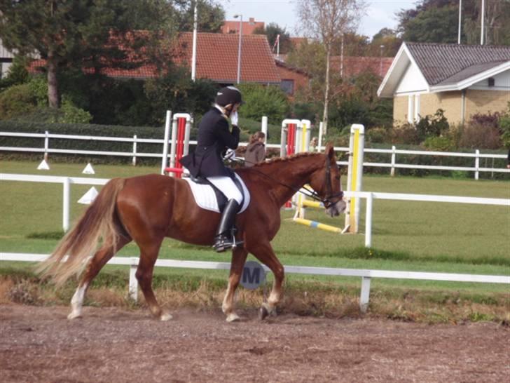 Sevel den. 29/9-08 - Til stævne i sevel rideklub ,,  den 29/9-08 billede 28