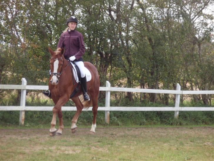 Sevel den. 29/9-08 - Til stævne i sevel rideklub ,,  den 29/9-08 billede 29