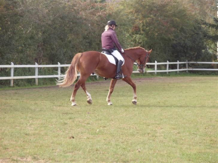 Sevel den. 29/9-08 - Til stævne i sevel rideklub ,,  den 29/9-08 billede 30