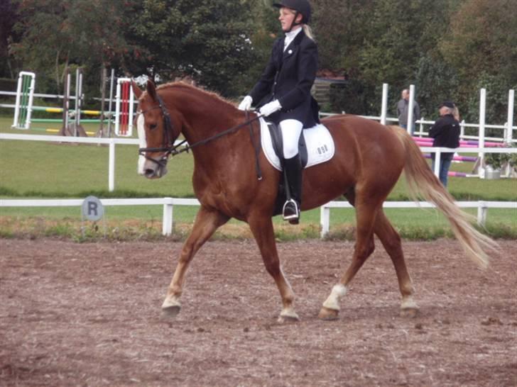 Sevel den. 29/9-08 - Til stævne i sevel rideklub ,,  den 29/9-08 billede 31