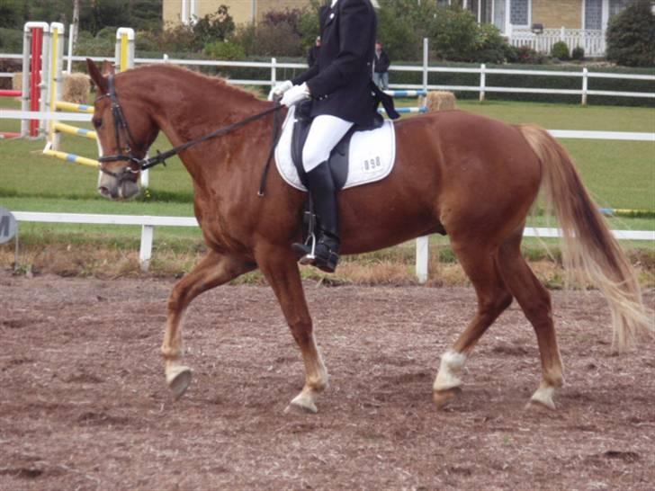 Sevel den. 29/9-08 - Til stævne i sevel rideklub ,,  den 29/9-08 billede 32