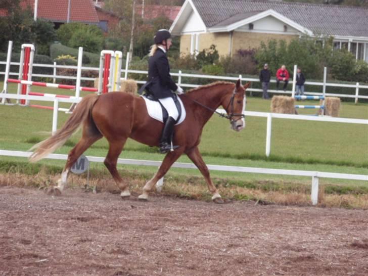 Sevel den. 29/9-08 - Til stævne i sevel rideklub ,,  den 29/9-08 billede 33