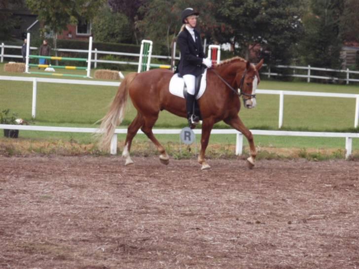 Sevel den. 29/9-08 - Til stævne i sevel rideklub ,,  den 29/9-08 billede 34