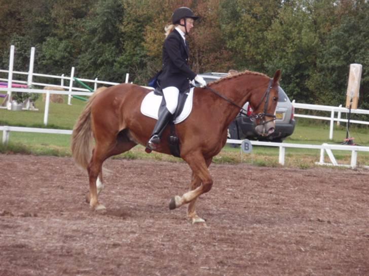 Sevel den. 29/9-08 - Til stævne i sevel rideklub ,,  den 29/9-08 billede 35