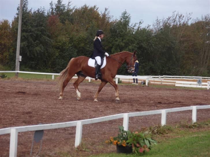 Sevel den. 29/9-08 - Til stævne i sevel rideklub ,,  den 29/9-08 billede 36